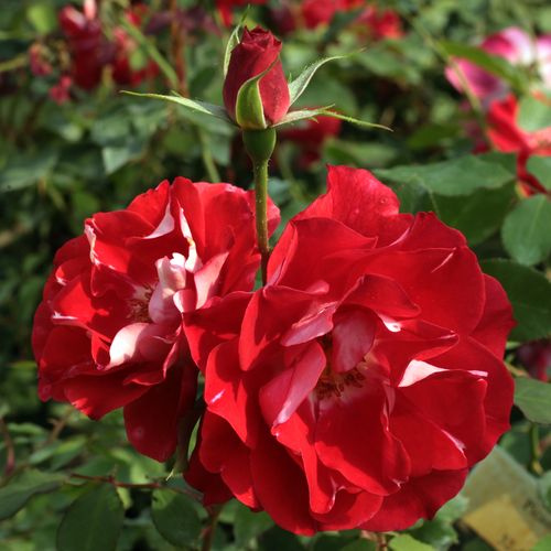 Shop - Rosa Picasso™ - rot - weiß - floribundarosen - duftlos - Samuel Darragh McGredy IV. - Wir können ihre einzelnen Blumen am besten in Gruppen gesetzt betonen.